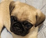 Puppy Meatloaf Pug