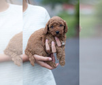 Small #3 Goldendoodle (Miniature)