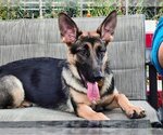 Small #3 German Shepherd Dog