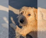 Small #1 Mutt