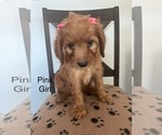 Puppy Pink Girl Irish Doodle-Miniature Bernedoodle Mix