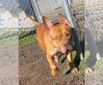 Small #5 American Pit Bull Terrier Mix