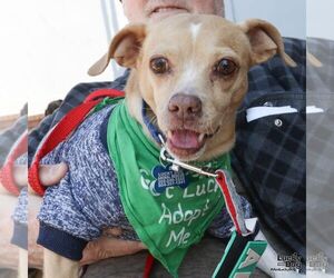 Chihuahua-Unknown Mix Dogs for adoption in Washington, DC, USA