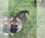 Small Photo #38 German Shepherd Dog Puppy For Sale in ROSHARON, TX, USA