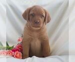 Small #4 Labrador Retriever