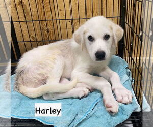 Great Pyrenees-Unknown Mix Dogs for adoption in GILBERTS, IL, USA