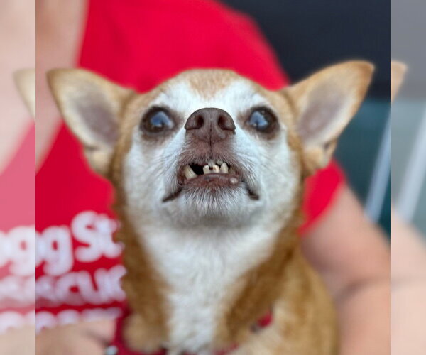 Medium Photo #22 Chihuahua-Unknown Mix Puppy For Sale in Canton, CT, USA