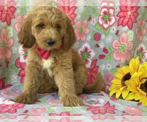 Goldendoodle (Miniature) Puppy for sale in LANCASTER, PA, USA