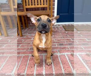 Black Mouth Cur-Unknown Mix Dogs for adoption in The Woodlands, TX, USA