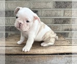 Small #3 French Bulldog