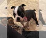 Small Photo #4 Boston Terrier Puppy For Sale in FRANKLIN, NC, USA