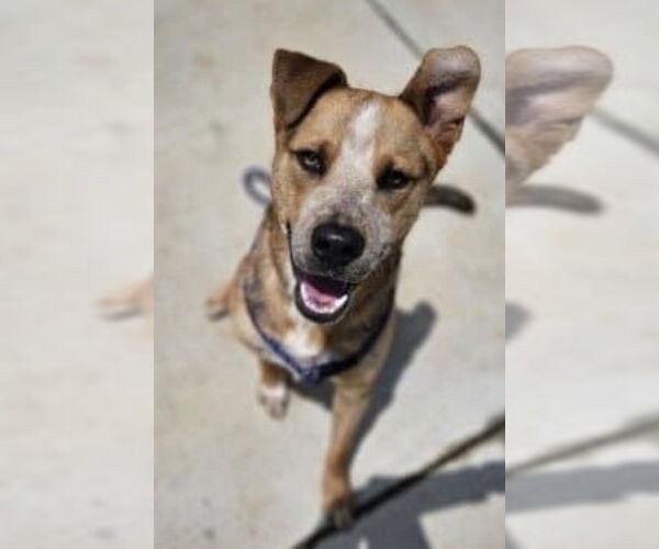 Medium Photo #30 American Staffordshire Terrier-Unknown Mix Puppy For Sale in Holly Springs, NC, USA