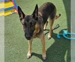 Small #3 German Shepherd Dog Mix