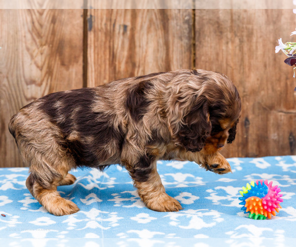 Medium Photo #7 Cocker Spaniel Puppy For Sale in WAKARUSA, IN, USA