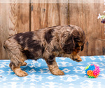Small Photo #7 Cocker Spaniel Puppy For Sale in WAKARUSA, IN, USA