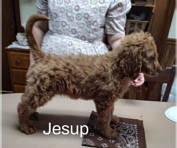 Medium Photo #1 Goldendoodle Puppy For Sale in MILLEN, GA, USA