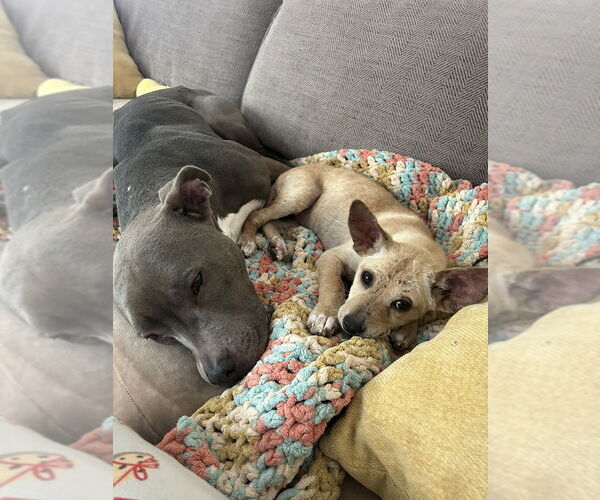 Medium Photo #7 Chihuahua-Labrador Retriever Mix Puppy For Sale in Brewster, NY, USA