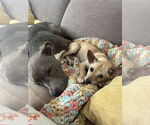 Small #6 Chihuahua-Labrador Retriever Mix