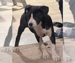 Small #1 Catahoula Leopard Dog Mix