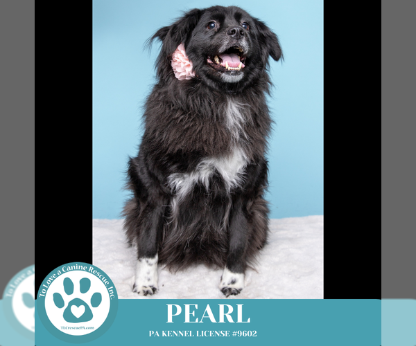 Medium Photo #18 Mutt Puppy For Sale in Kimberton, PA, USA
