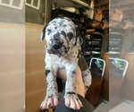 Small Photo #12 Great Dane Puppy For Sale in PINNACLE, NC, USA