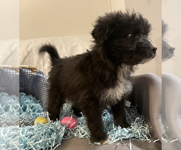 Medium Photo #2 Aussiedoodle Puppy For Sale in MIDDLETOWN, OH, USA