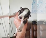 Small Photo #13 Border Collie-Siberian Husky Mix Puppy For Sale in GOOSE CREEK, SC, USA