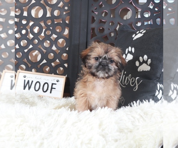 Medium Photo #3 Shih Tzu Puppy For Sale in MOUNT VERNON, OH, USA