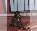 Small Pug Mix