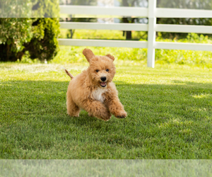 Goldendoodle (Miniature) Puppy for sale in SHIPSHEWANA, IN, USA