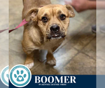 Small #1 Bulldog Mix