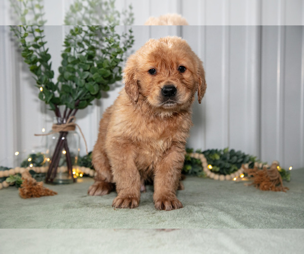 Medium Photo #1 Golden Retriever Puppy For Sale in HOLMESVILLE, OH, USA
