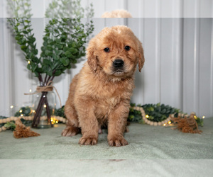 Medium Golden Retriever