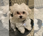 Small Photo #1 Maltese Puppy For Sale in HIALEAH, FL, USA