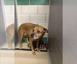 Bullboxer Pit Dogs for adoption in Fort Collins, CO, USA