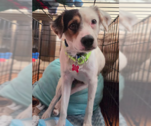 Colonial Cocker Spaniel-Unknown Mix Dogs for adoption in San Diego, CA, USA