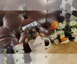 Puppy Girl 2 Yorkshire Terrier