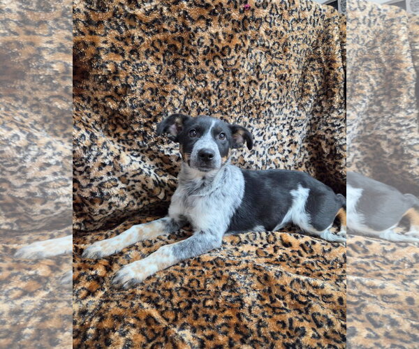 Medium Photo #1 Texas Heeler-Unknown Mix Puppy For Sale in El Centro, CA, USA