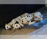 Small Photo #10 Dalmatian Puppy For Sale in AMARILLO, TX, USA