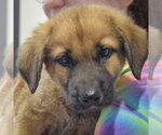 Small #4 Golden Shepherd