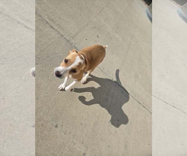 Medium Photo #4 Chihuahua-Unknown Mix Puppy For Sale in Castle Rock, CO, USA