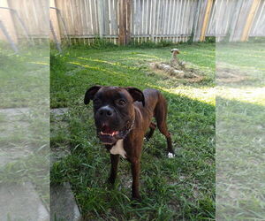 Boxer Dogs for adoption in  Katy, TX, USA