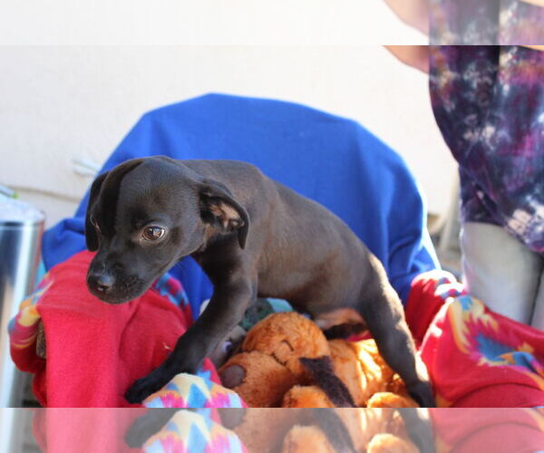 Medium Photo #3 Chiweenie Puppy For Sale in Imperial Beach, CA, USA
