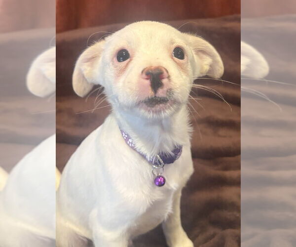 Medium Photo #4 Chihuahua-Unknown Mix Puppy For Sale in Andover, MN, USA