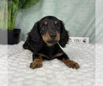 Small #7 Dachshund