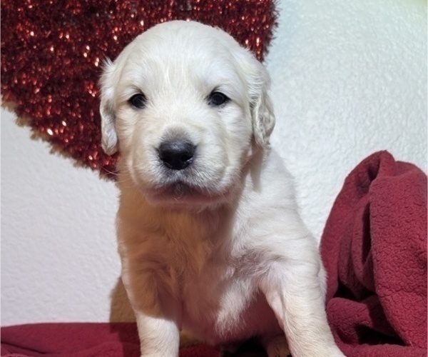 Medium Photo #2 Golden Retriever Puppy For Sale in MODESTO, CA, USA