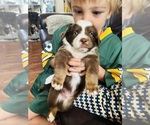 Puppy 2 Aussiedoodle Miniature 