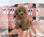 Small Photo #12 Poodle (Toy) Puppy For Sale in SYLMAR, CA, USA