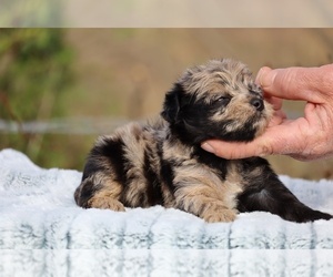 Poodle (Toy)-YorkiePoo Mix Puppy for sale in DYERSBURG, TN, USA