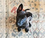 Small Photo #7 Mutt Puppy For Sale in Bellevue, WA, USA